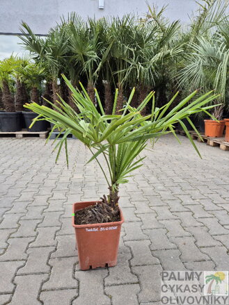 Trachycarpus Fortunei semenáč 11Lt.