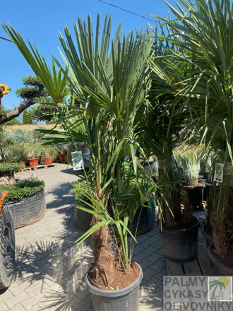 Trachycarpus Fortunei Multikmeň výška 150-170cm
