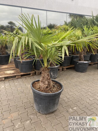 Trachycarpus Fortunei Galícia Lugo 120-150 cm