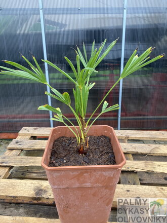 Trachycarpus wagnerianus semenáč 7Lt.