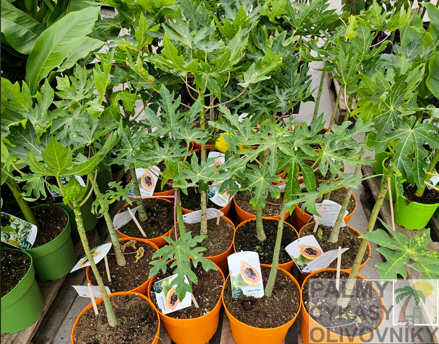 Carica Papaya 50-80cm
