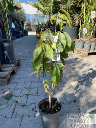 Guanabana - graviola - anona mäkkoostnatá 80-90cm.