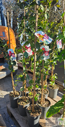 Guava žltá, červená výška 120cm