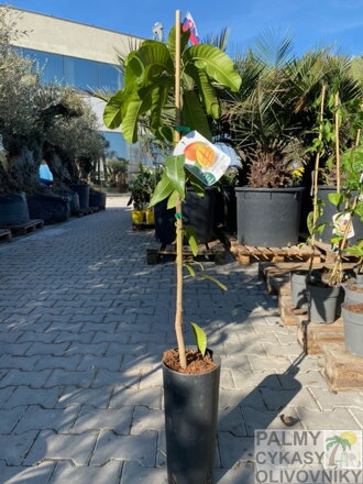 Mango výška 120-140cm