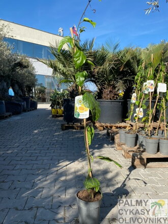 Marakuja amarilla 130-140cm