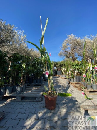 Pitahaya - dračie ovocie 200-210cm