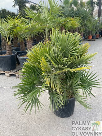 Chamaerops Humilis Vulcano 