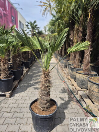 Trachycarpus wagnerianus výška 150-160 cm kmeň 60 cm 