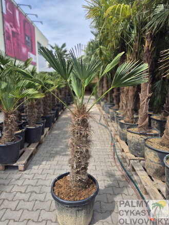 Trachycarpus wagnerianus výška 180-190 cm kmeň 80 cm 