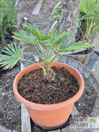 Trachycarpus wagnerianus semenáč 15 Lt.