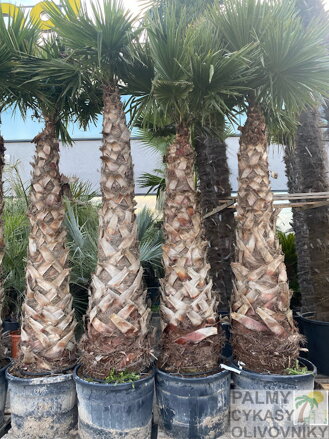 Washingtonia Robusta