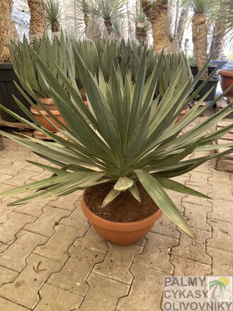 Yucca Glorisa Lone Star 