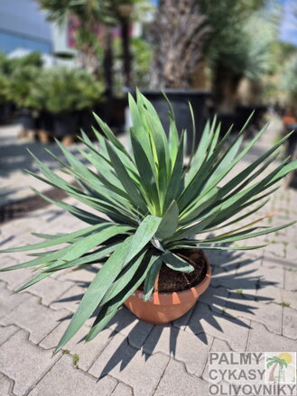 Yucca Glorisa Lone Star 