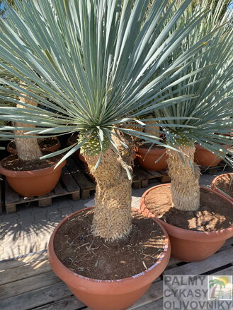 Yucca Rostrata Medusa 100-125cm