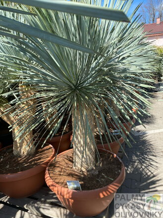 Yucca Rostrata Medusa 125-150cm