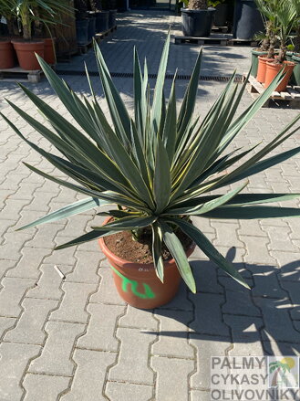 Yucca Gloriosa Variegata