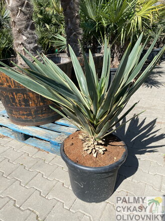 Yucca Gloriosa Variegata