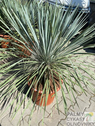 Yucca Rostrata blue swan celková výška 60-80cm