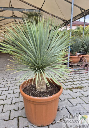 Yucca Rostrata  výška 100-125cm