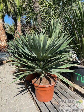 Yucca Gloriosa Lone Star 45lt