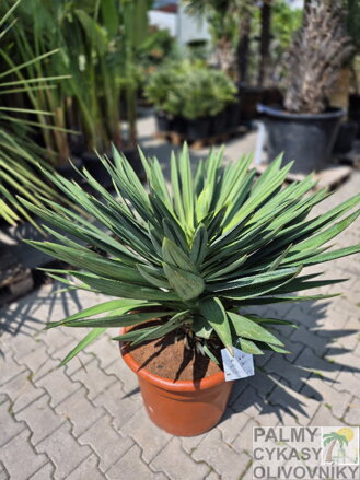 Yucca Gloriosa Lone Star 65 lt.
