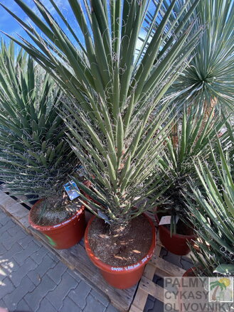 Yucca Filifera Australis 100-125cm