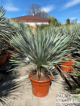 Yucca Rostrata blue swan 80-100cm
