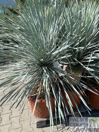Yucca Rostrata blue swan 100-125cm