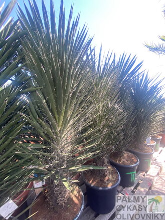 Yucca Filifera Australis 150-175cm