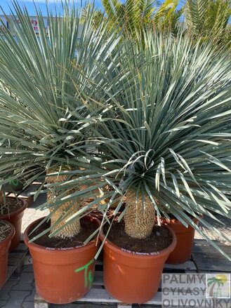Yucca Rostrata blue swan 125-150cm