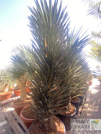 Yucca Filifera Australis 175-200cm