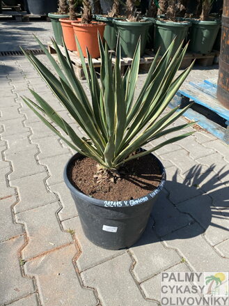 Yucca Gloriosa Variegata