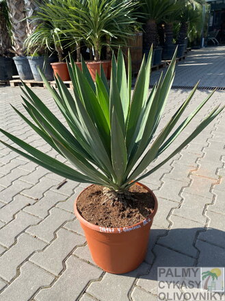 Yucca Gloriosa Lone Star 