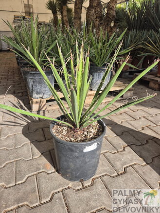 Yucca Carnerosana - semenáč 5Lt.