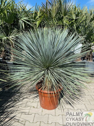Yucca Linearis 80-100cm