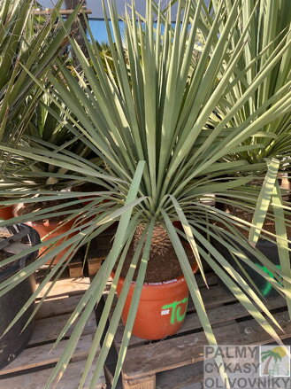 Yucca Linearis x Galeana výška 100-125cm
