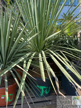 Yucca Linearis x Galeana výška 150-175cm