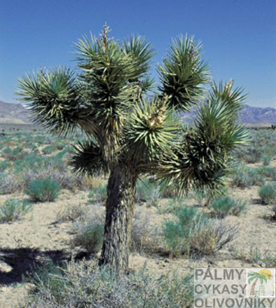 Yucca Brevifolia Jaegeriana - 10ks semien