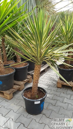 Yucca Aloifolia Marginata 130-150cm 