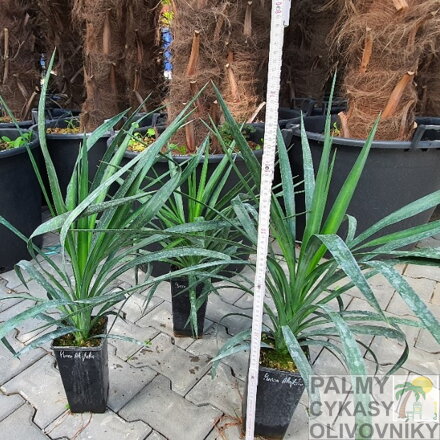 Yucca aloifolia výška 60-80 cm