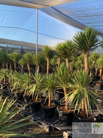 YUCCA ALOIFOLIA MARGINATA