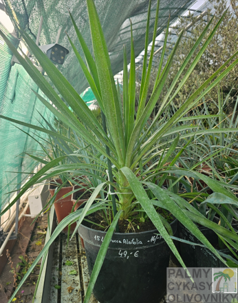 Yucca aloifolia semenáč 15Lt.