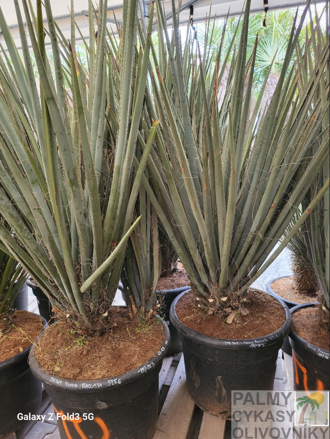 Yucca Baccata  65Lt