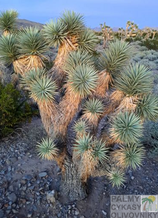 Yucca Brevifolia Jaegeriana blue - 10ks semien