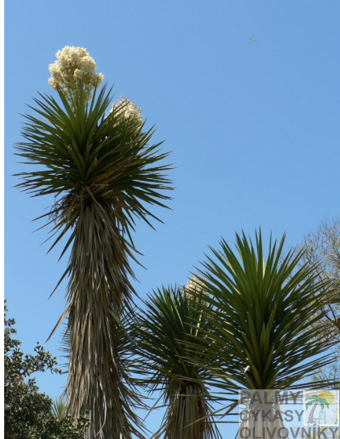 Yucca Decipiens - 10ks semien