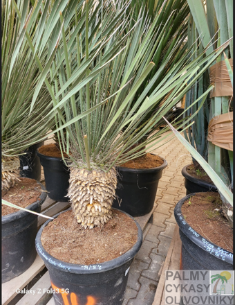 Yucca Elata 60-80cm 