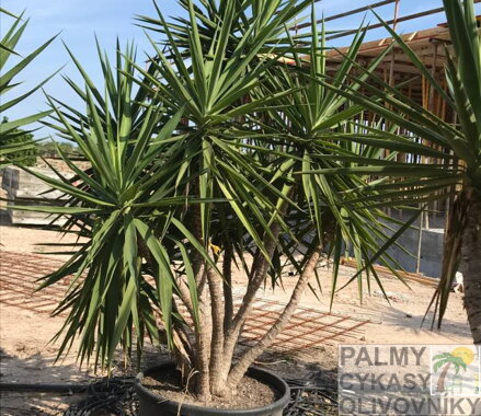 YUCCA ELEGANS ELEPHANTIPES