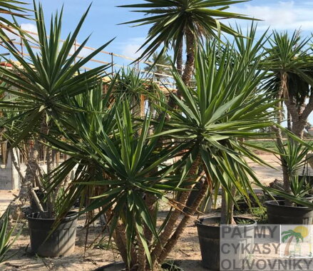 YUCCA ELEGANS ELEPHANTIPES