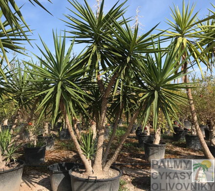 YUCCA ELEGANS ELEPHANTIPES