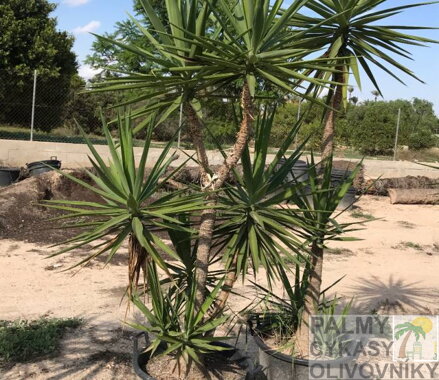 YUCCA ELEGANS ELEPHANTIPES